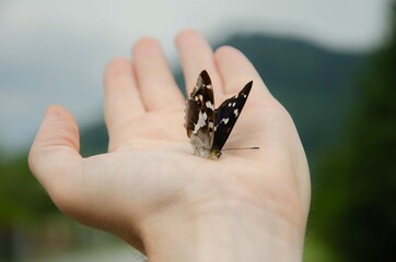butterfly on his hand. Man holding a butterfly. Insect with wings sat on hand background.