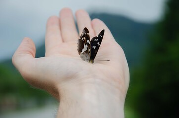 butterfly on his hand. Man holding a butterfly. Insect with wings sat on hand background.