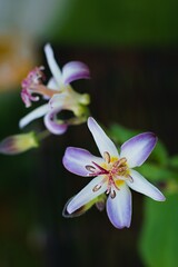 Przepiekne kwiaty trójsklepki owłosionej (Tricyrtis hirta), odmiana 'Raspberry Mousse' - obrazy, fototapety, plakaty