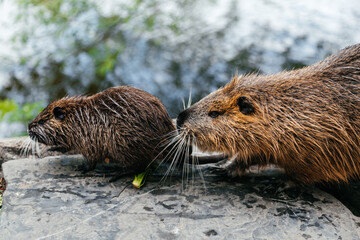 Nutria on the banks of the river