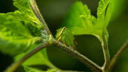 unique grasshopper among lush mint, summer day