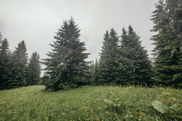 A close up of a hillside next to a tree