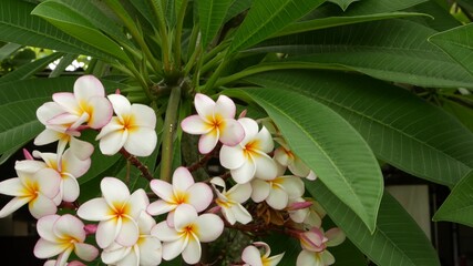 Many exotic white flowers. Blooming Frangipani Plumeria Leelawadee set of white tropical flowers on green tree. Natural tropical exotic background