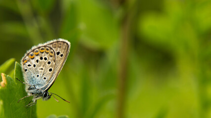 incredibly beautiful butterfly in the meadow, summer