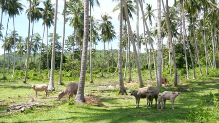 Buffalo family among green vegetation. Large well maintained bulls grazing in greenery, typical landscape of coconut palm plantation in Thailand. Agriculture concept, traditional livestock in Asia