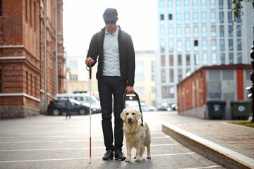 blind man with cane and guide dog walking on pavement in town, adorable golden retriever help his...