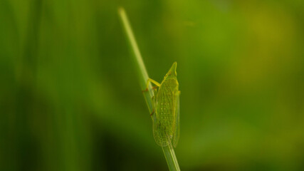 unique grasshopper among lush grass in the meadow