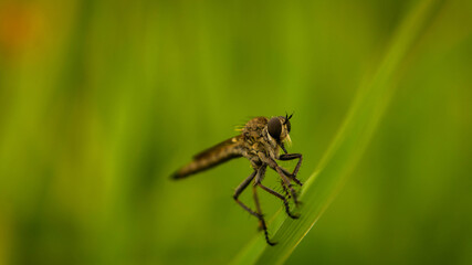 predatory insect sitting on the grass, summer