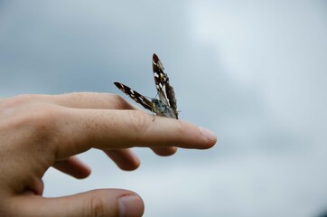 Butterfly sitting on his arm. Black butterfly hand. Butterfly freedom background.