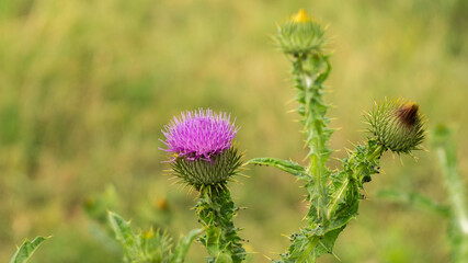 beautiful but prickly thistle growing in the meadow, summer