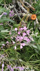 city Park in the green