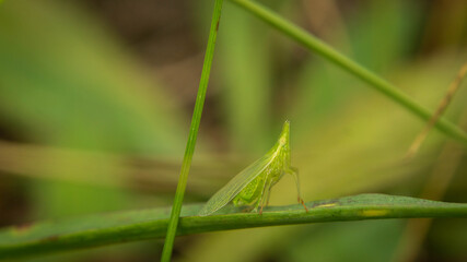 unique grasshopper among lush grass in the meadow