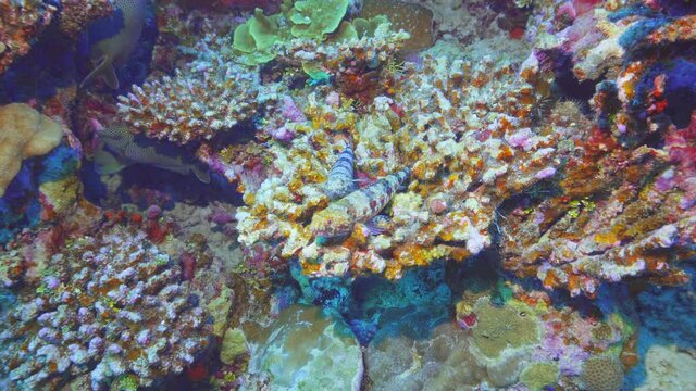 a lizard fish resting on top of a hard coral