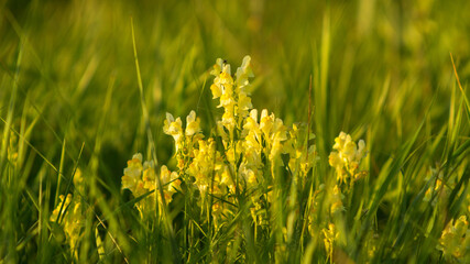 incredibly beautiful little yellow flowers, summer day