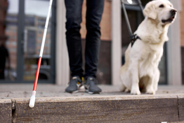 careful guide dog helping blind man in city, disabled guy has best friend gold retriever who help...