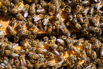 Bees inside the hive