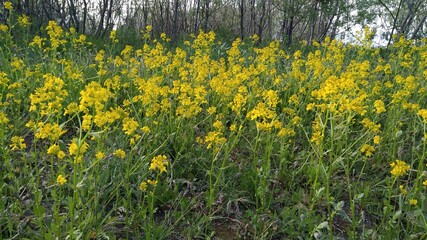 yellow flowers of the North