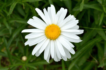 Beautiful daisy alone in the garden.