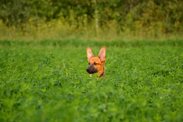 Puppy walking in the field.