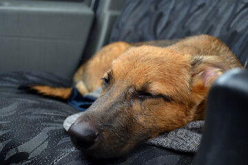 Beauty puppy sleeping in a car.