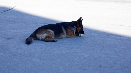 Sheepdog service dog
