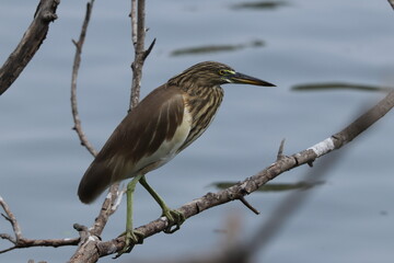 great blue heron on a branch