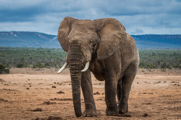 Fototapeta na wymiar An elephant bull walking over the open plains of Africa