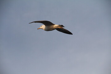 seagull in flight