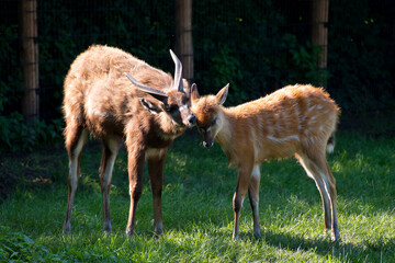 Little deer with his mom on the green grass in Prague zoo