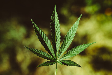 Fototapeta premium medical marijuana leaf