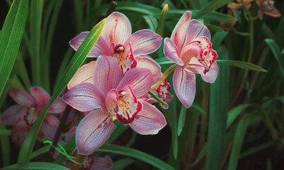 Colorful orchid close up