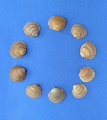Creative flat lay set seashells decorative circle frame with copy space. Concept of summer travel vacations. Top view of mollusk shell on blue background in minimal style. Template for the inscription
