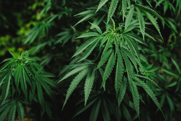 cannabis bushes at night