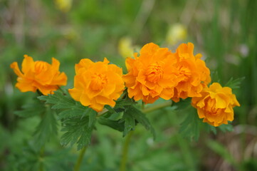 orange marigold flower