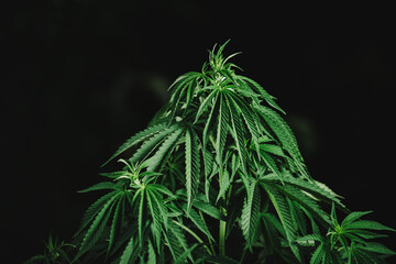Fototapeta na wymiar cannabis bush at night