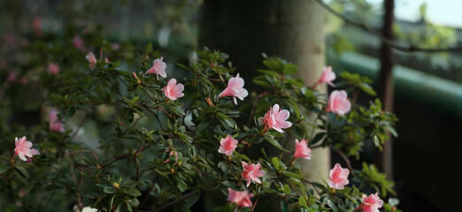 Fototapeta na wymiar Pink flower of azalea (rhododendron) blooming in the dark