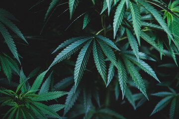 Naklejka na ściany i meble leaf medicine cannabis plant farm
