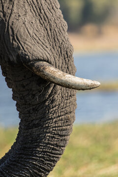 A close-up of an elephant's trunk & tusk with the Chobe river as background, Botswana