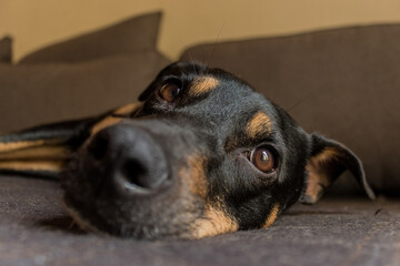 A close-up of a black dog's face laying relaxed on the couch.