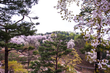 Fototapeta na wymiar Beautiful white cherry blossom flower trees and early spring color trees background cloudy blue sky.