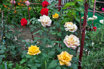 Yellow, white and red roses