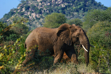 An Elephant bull photographed as he walks through the dense wilderness in South Africa with a hill in the background. 