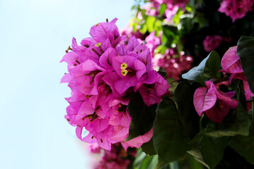 Blooming bougainvillea. Purple and colorful bougainvillea flowers against the blue sky .Floral background.