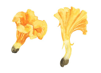 Fototapeta premium Two mushroom chanterelle isolated on white background. Watercolor hand drawn illustration. Edible orange mushroom. Perfect for print, card, poster, banner, cover.