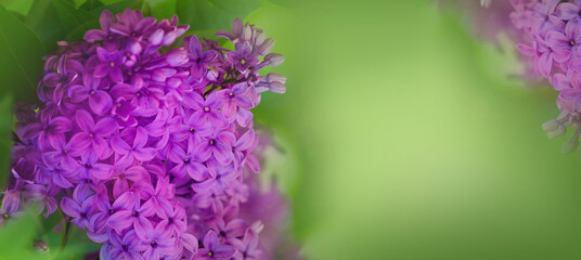 Fliederblüten mit zart grünem Hintergrund.
Grußkarte