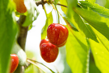 Cherry tree branch closeup on a single berry. Authentic farm series.