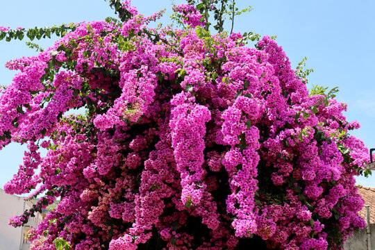 Blooming bougainvillea. Purple and colorful bougainvillea flowers. Floral background.