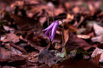 Dogtooth Violet.Erythronium Japonicum flower.