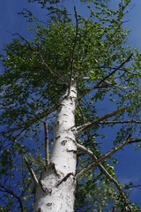 Fototapeta premium trees and sky