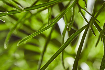 thin green leaves of the plant. Close-up.Macro effect photo.